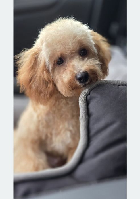 Cavapoo/ słodki chłopczyk