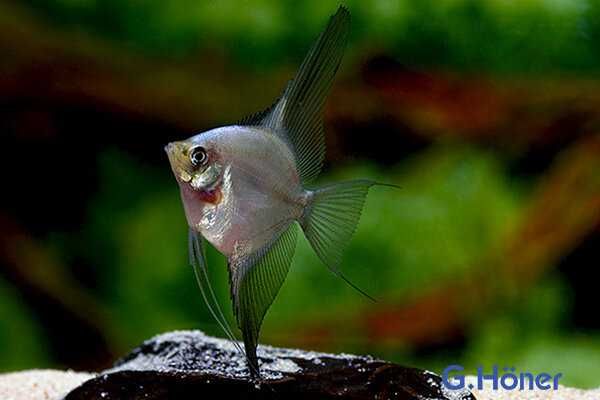 Skalar bułgarian (Pterophyllum scalare)