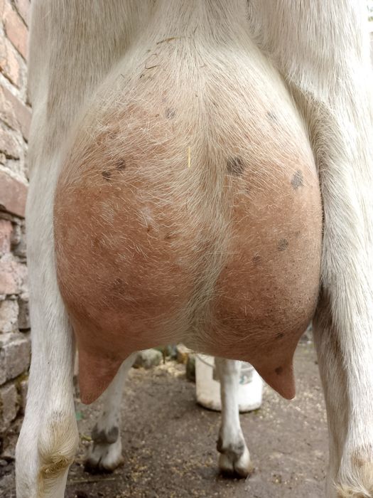 Молоко козье англо-нубийское, зааненское.