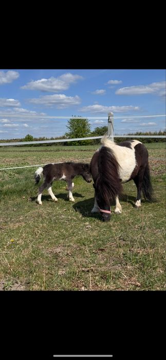 Konik kucyk klacz 100cm na sprzedaż