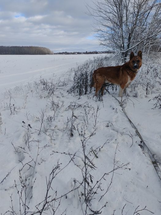 Домашня перетримка (хвостиків)