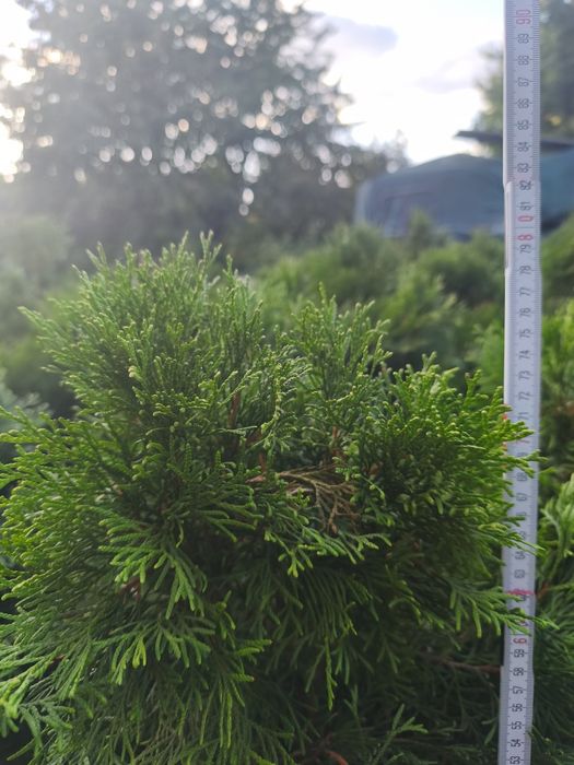 Tuja Szmaragd 90 cm