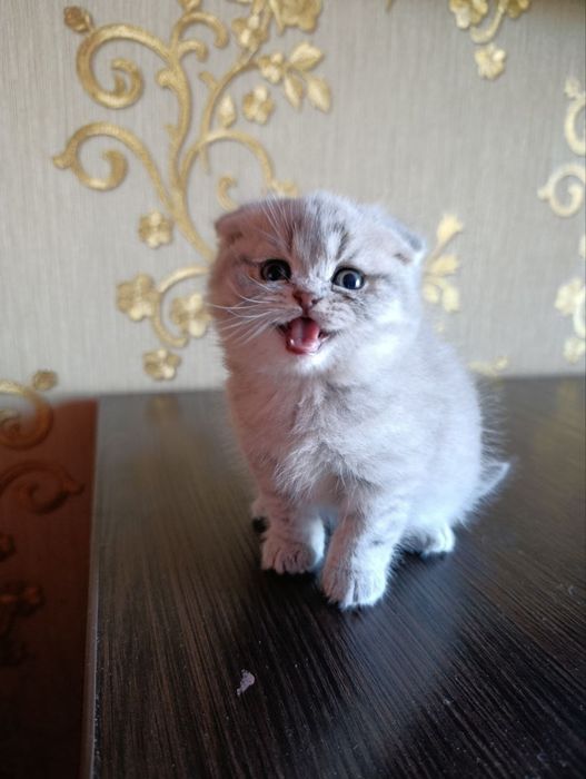 Котята шотландскі