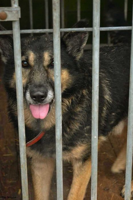 Uratujmy SZARIKA ! Zostało mu niewiele czasu...