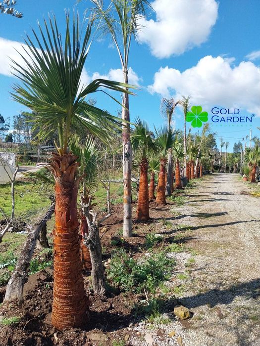 Palmeiras Whashintonias disponíveis em várias alturas!