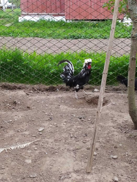 Голандська білохохлова (білочуба)