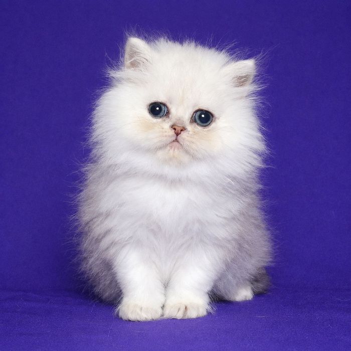 Перс шиншилла серебристая