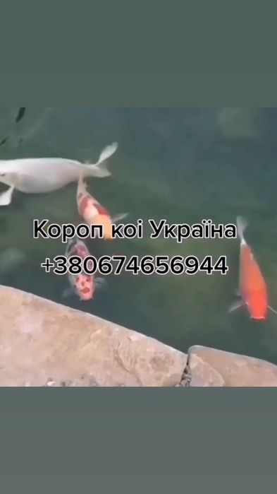 Короп коі Україна, великі коропи кої, koiukraina, kohaku, koipond