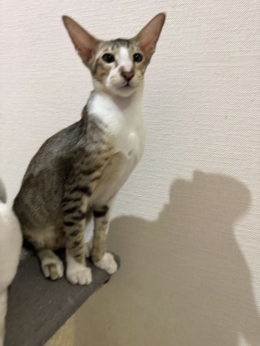 Орієнтальний кошеня хлопчик brown tabby & white