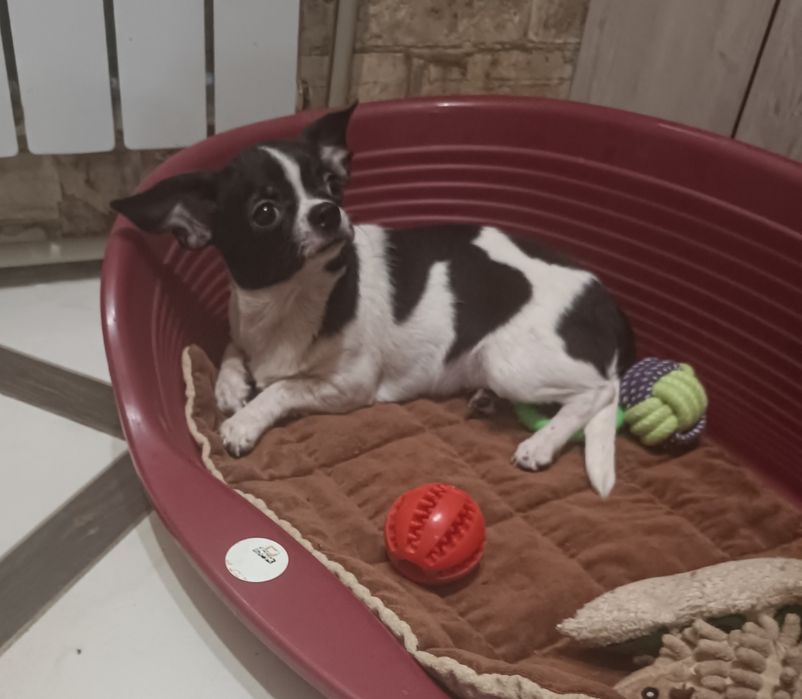 Щенки чихуахуа девочки