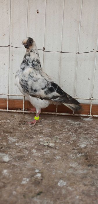 Gołebie ozdobne szek polski staluchy masciuchy