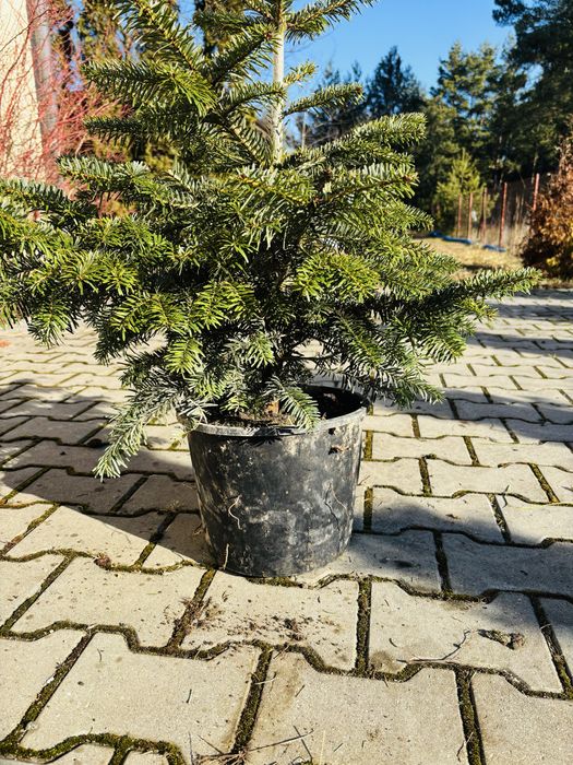 Jodła kaukaska 50 -  80 cm