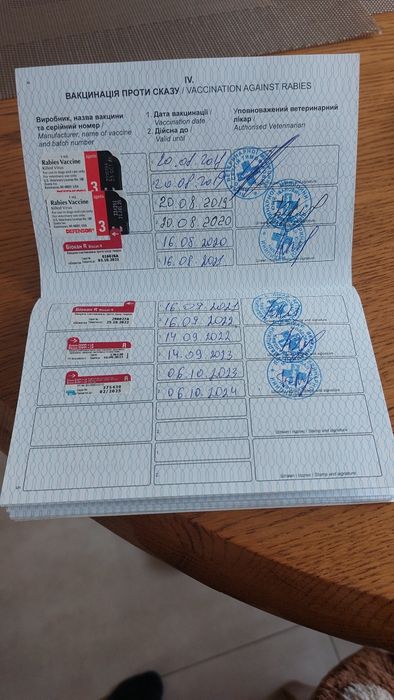 В'язка!!! Лабрадор ретривер