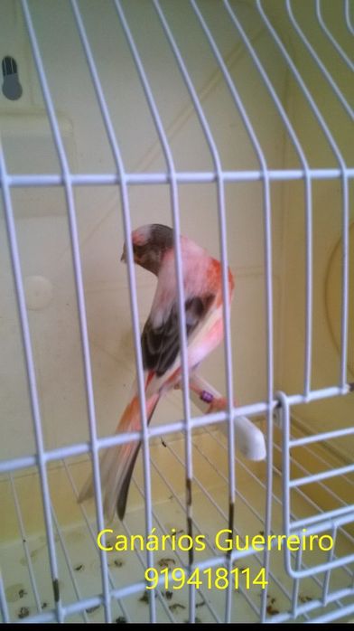Canários novos e adultos