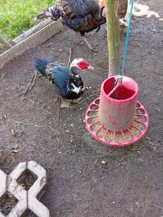 Patos mudos para venda!