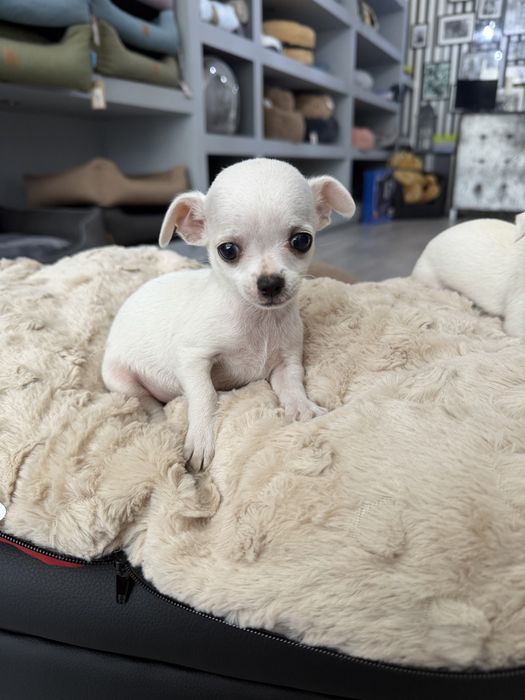 Chihuahua menino maravilhoso