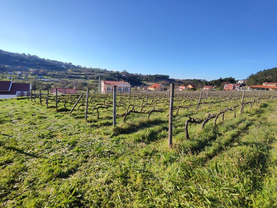 Quinta Ucanha 4 Hectares