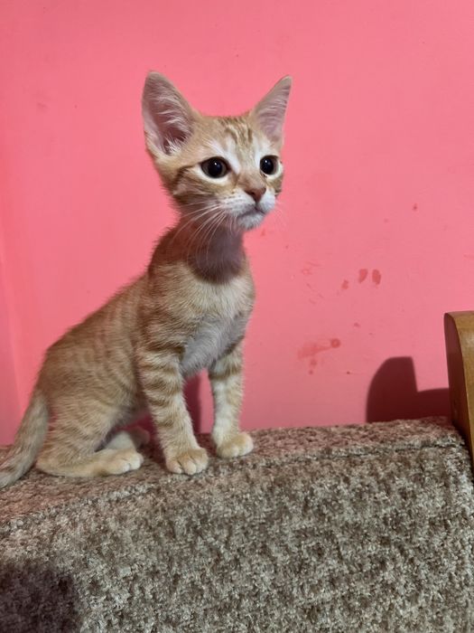 Відаємо кошенят у добрі руки