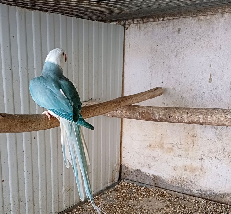 Ring necks para criação