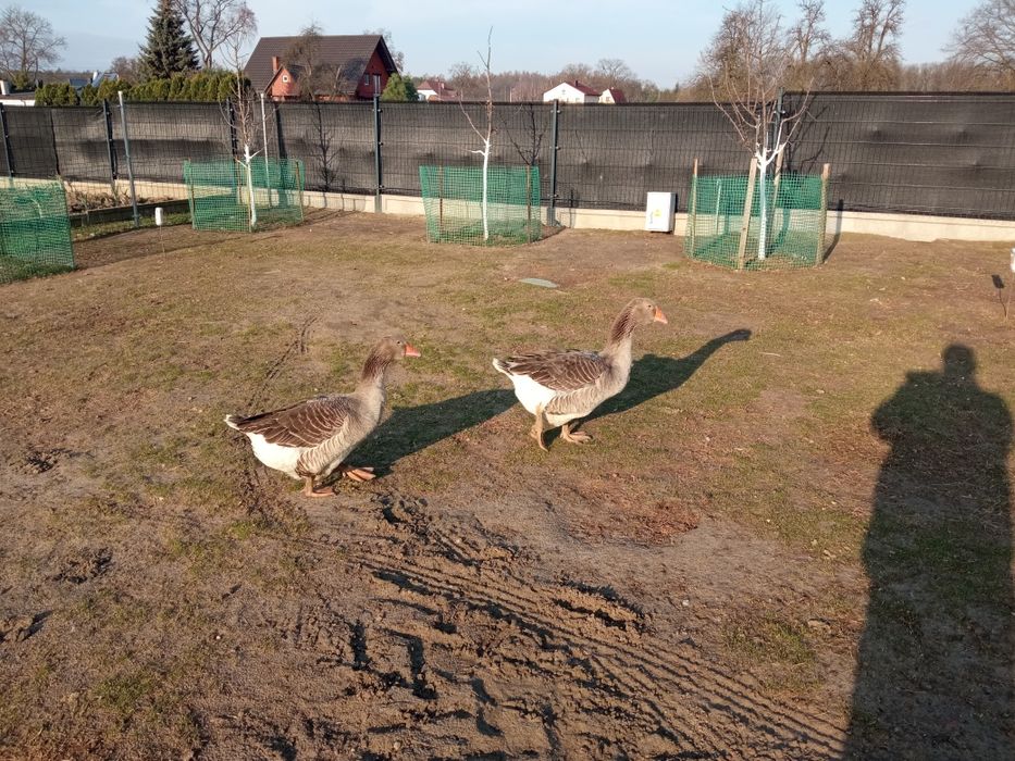 Jajeczka lęgowe Gąsek Landes