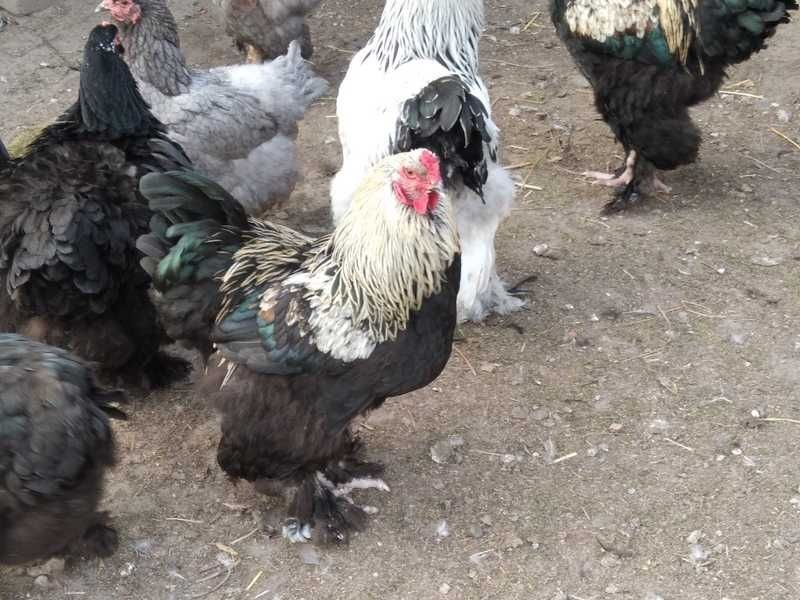 Kury koguty Brahma