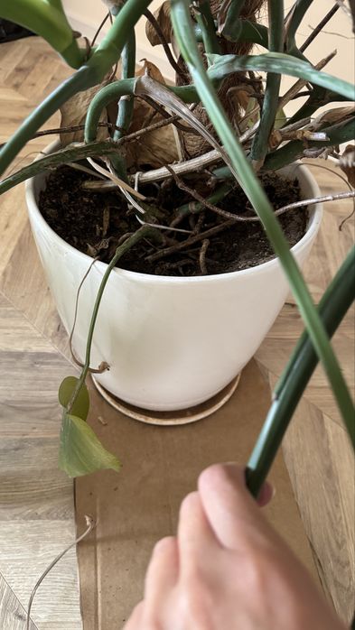 Monstera duża w dobrym stanie