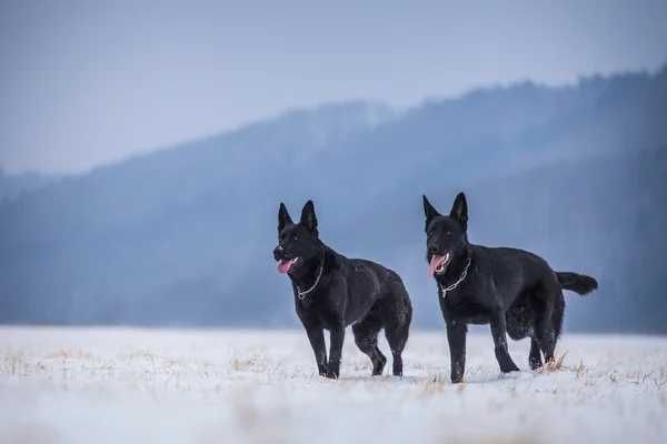 Східноєвропейської вівчарки чистокровни чорни короткошерсни