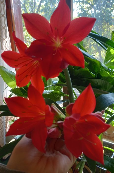 Домашня рослина. Має дуже гарні червоні квіти