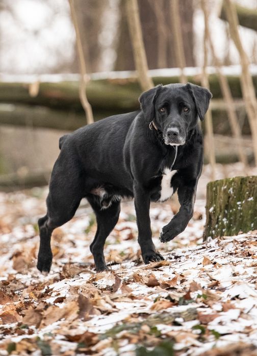 Piękny Dimon do adopcji!