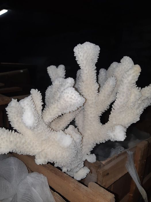 Корали для акваріума