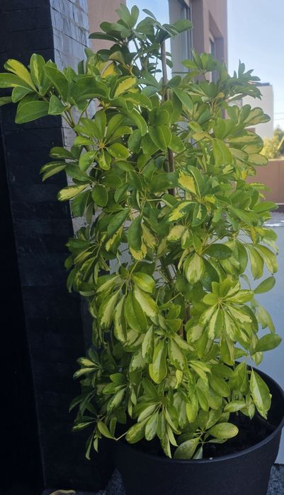 Árvore-Guarda-Chuva Variegada (Schefflera arboricola) + Vaso Grande 50L