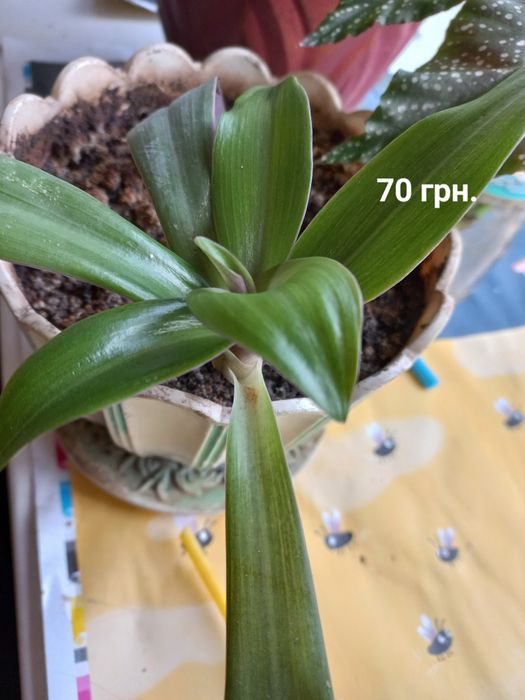 Комнатные растения. Диффенбахия,Бегония, традесканция Рео, спатиффилум