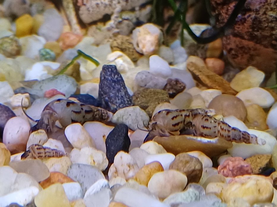 Ślimaczki świderki