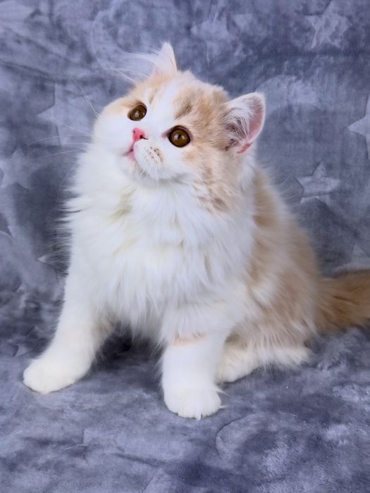 Шотландське кошеня, хлопчик.