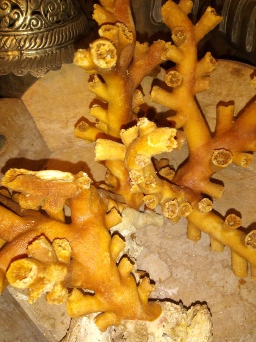 3 antigos corais