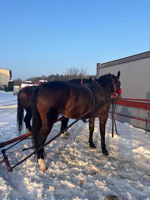 Para ciemno gniadych ślązaków