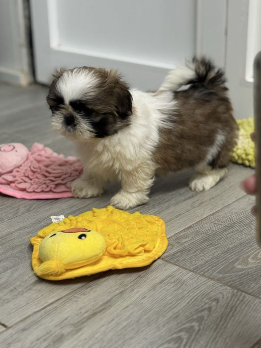 Shih-Tzu Bebé maravilhosos