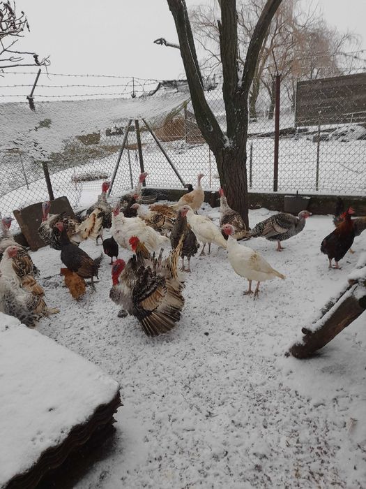 Sprzedam młode indyki z 2025 r.