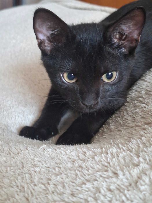 Чорне кошеня, 4 міс