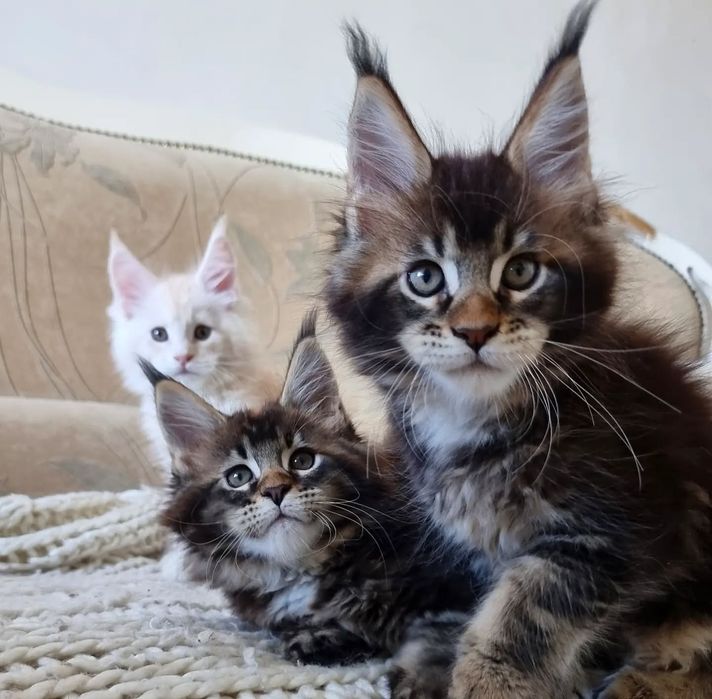 Розкішни кошенята породи мейн кун