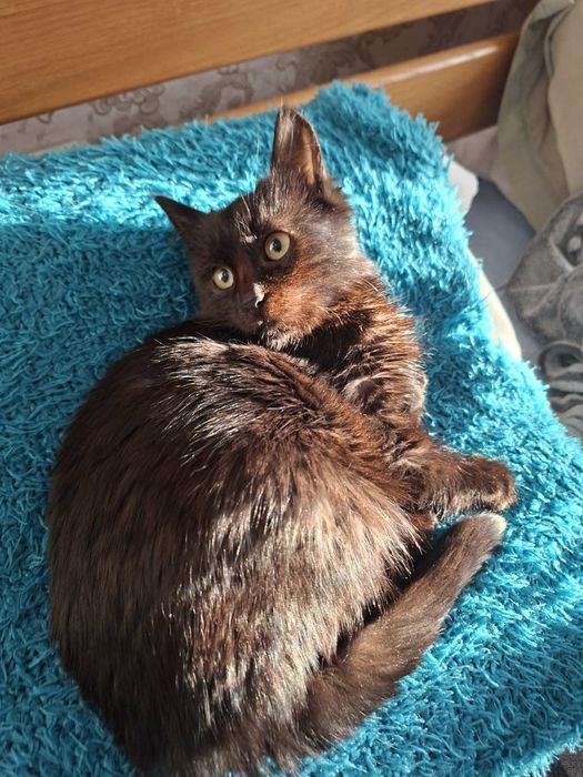 Отдам котёнка-девочку