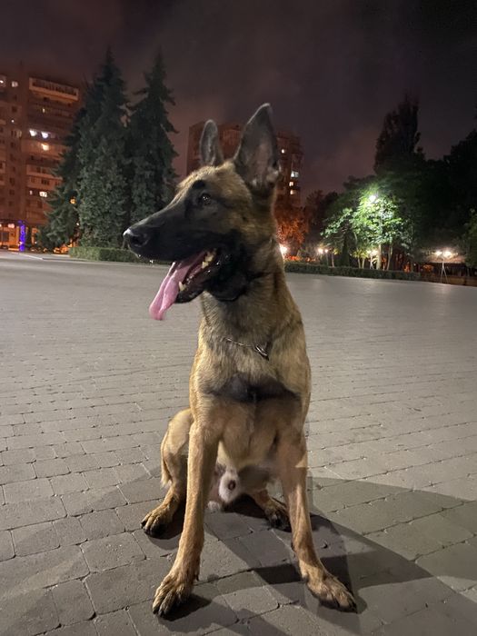 Вязка Малинуа, Кобель