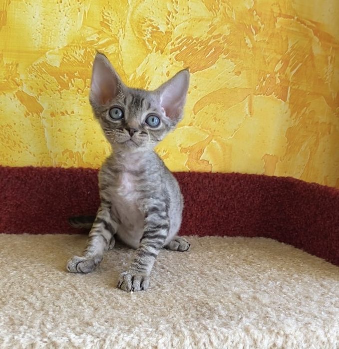 Девон рекс котики