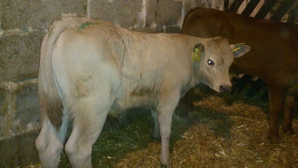 Jałówki MM HF NCB Waga 55-90 KG Polskie Duży wybór