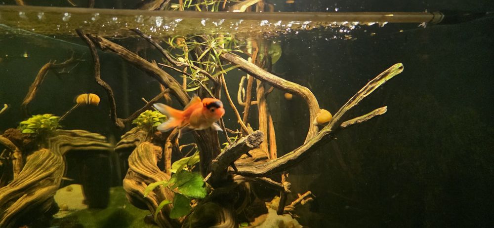 Vendo  Orandas 8/10 cm