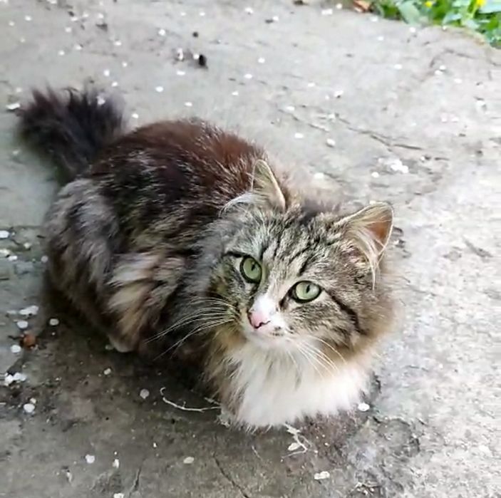 Отдам пушистую кошку лесного окраса, 1 год