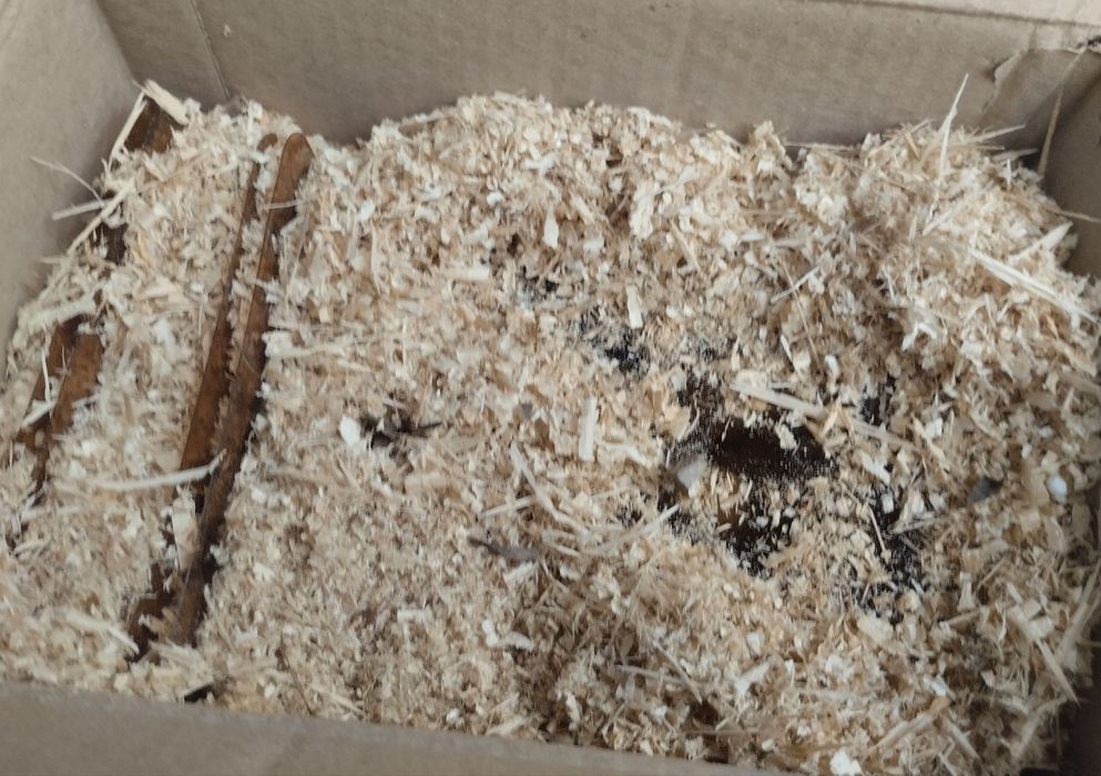 Інкубаційні яйця перепілки Техаські Білі