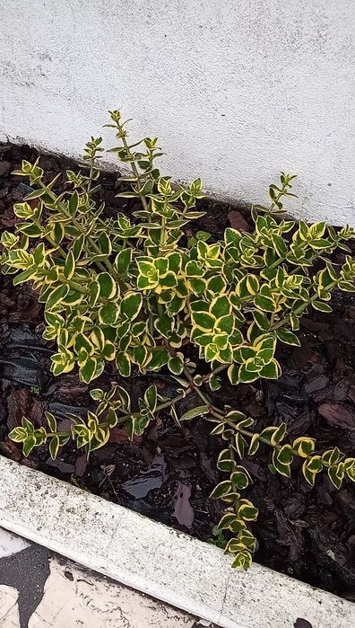 Suculenta - Crassula Sarmentosa