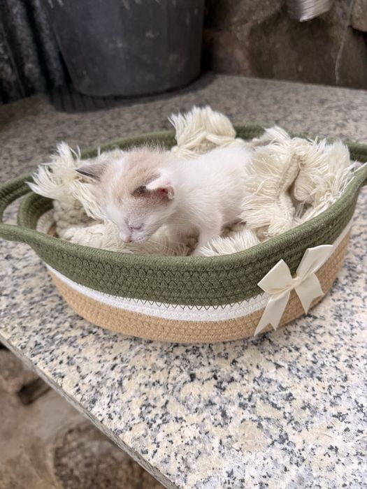 Gatinhos bebes para adocao responsavel