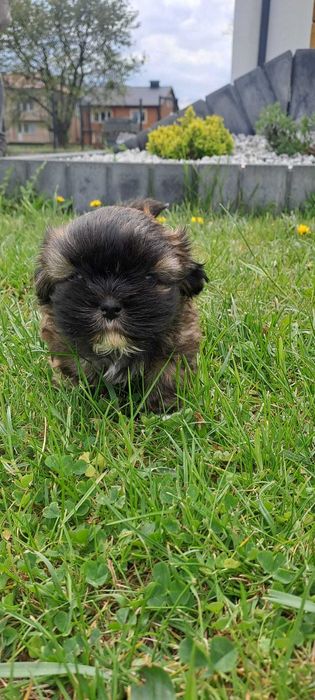 Wyjątkowe Szczeniaki Shih-tzu